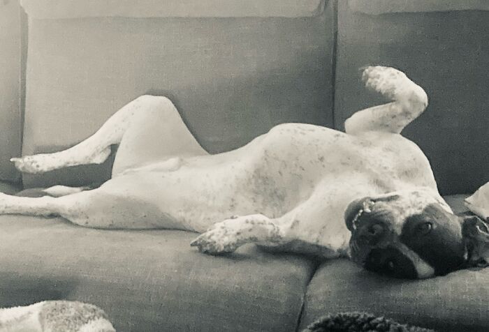 Brutus Augustus- On His 3rd Birthday, Valentine’s Day 2022- Living His Best Life Every Day!