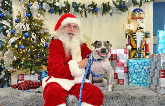 Brutus Augustus Christmas 2020, First Picture With Santa