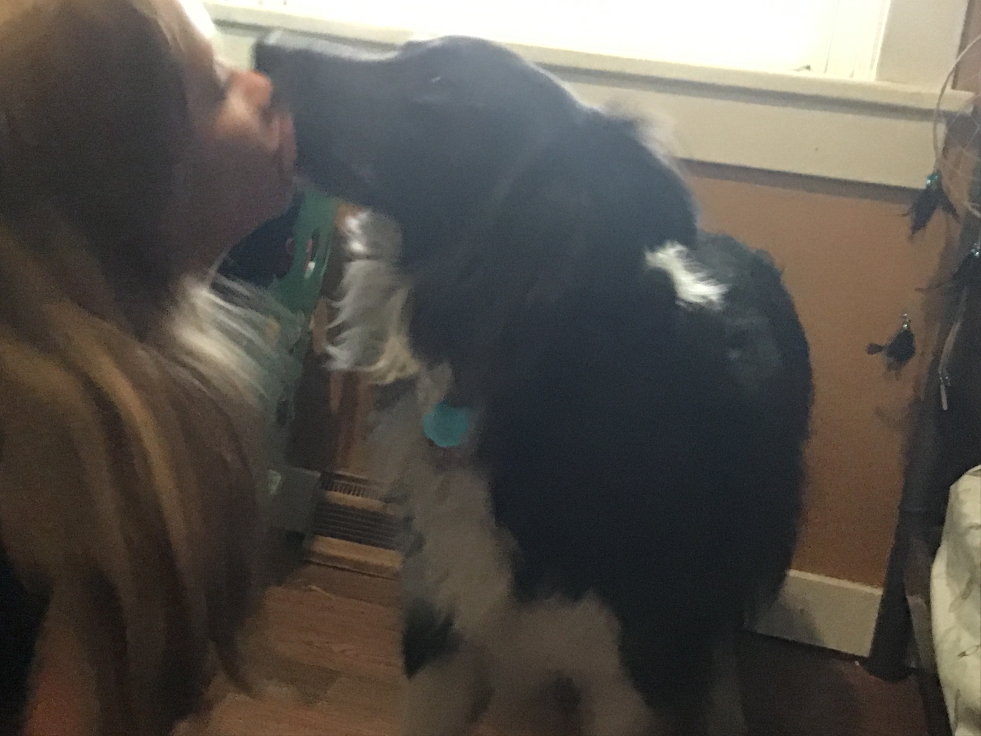 I’m Making A Cute Album Of My Dogs