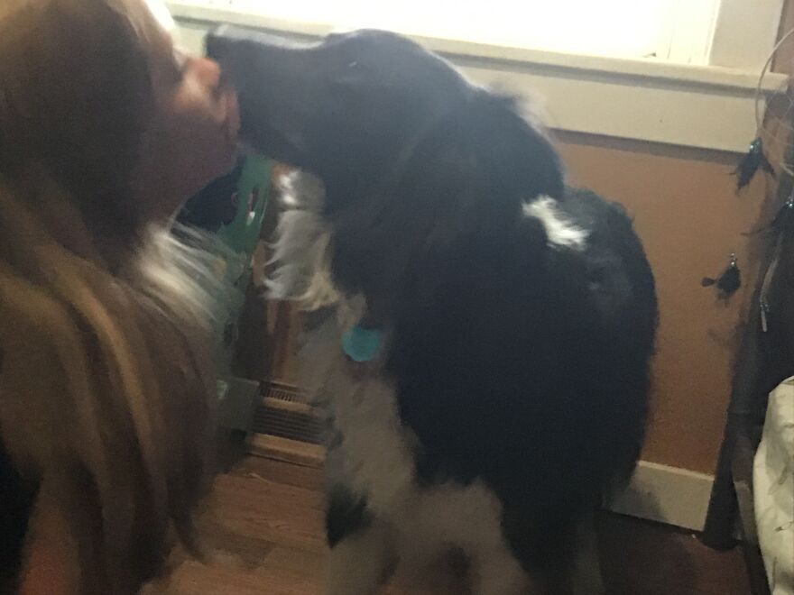 I’m Making A Cute Album Of My Dogs