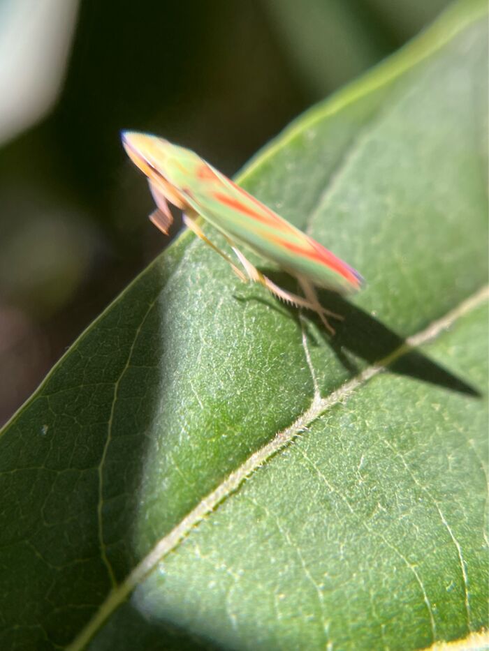 A Leaf Hopper