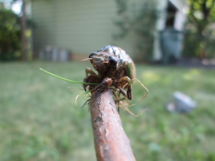 Cicada Cutie.