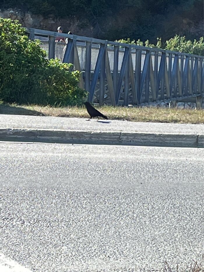 Good Afternoon, Mr. Crow, How Has Your Day Been So Far? *a Crap Photo Of A Dignified Bird*
