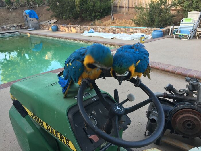 Watching My Parrots Decide Who Will Drive The Tractor Into The Swimming Pool…..