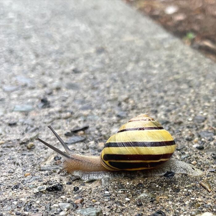 My Snail Friend.