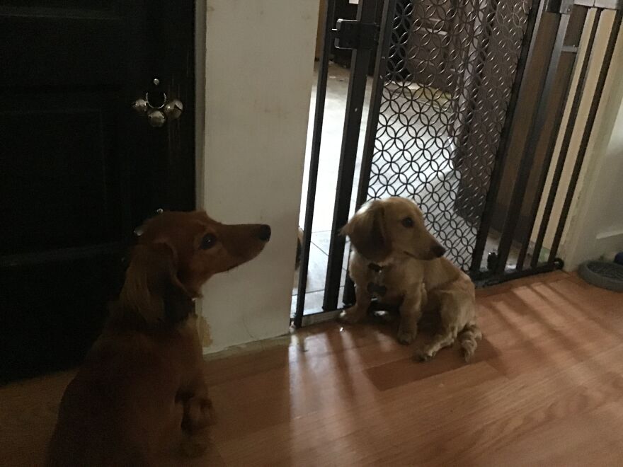 I’m Making An Album Of My (3) Dogs 2