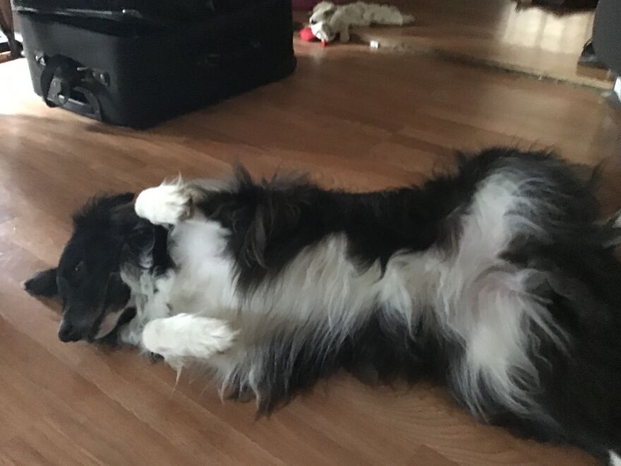 I’m Making An Album Of My (3) Dogs 2