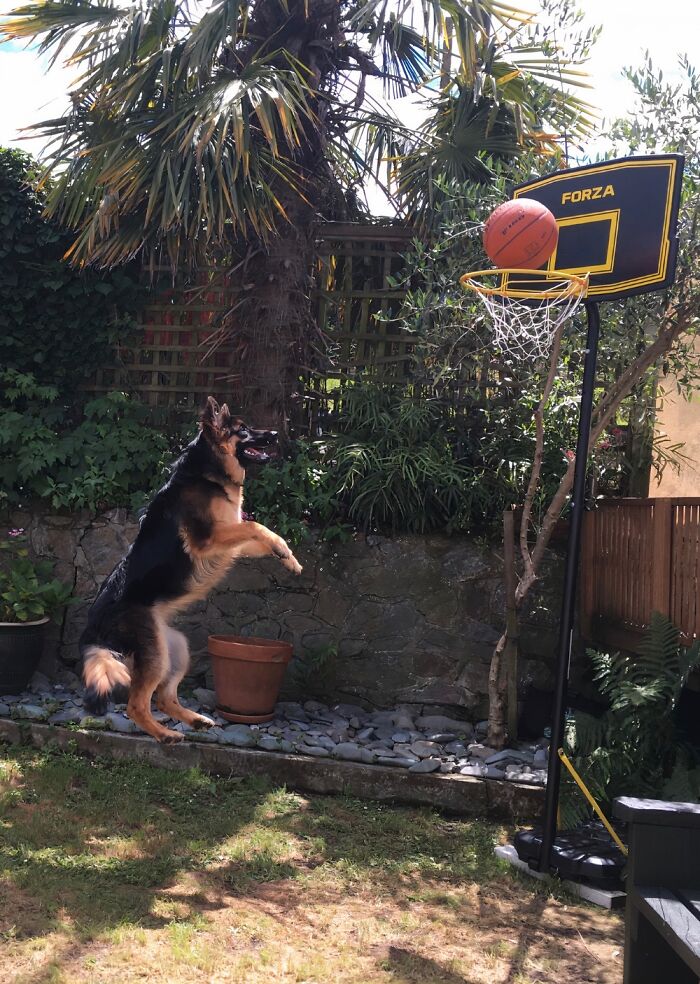 My Dog River Is So Graceful When He’s Shooting Hoops…