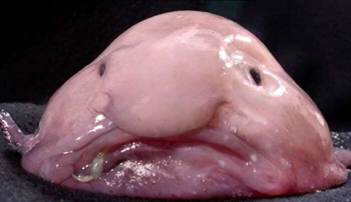 The Famous Blobfish Photo Was Taken After Ut Skin Was Torn Off And They Normally Don't Look Like That