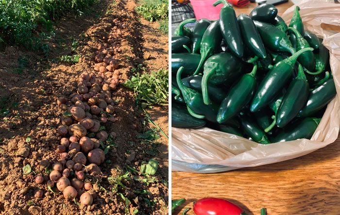 My Wife Thinks I’m Crazy. This Past Year We Harvested At Least 400 Lbs Of Potatoes And 100 Lbs Of Jalapeños