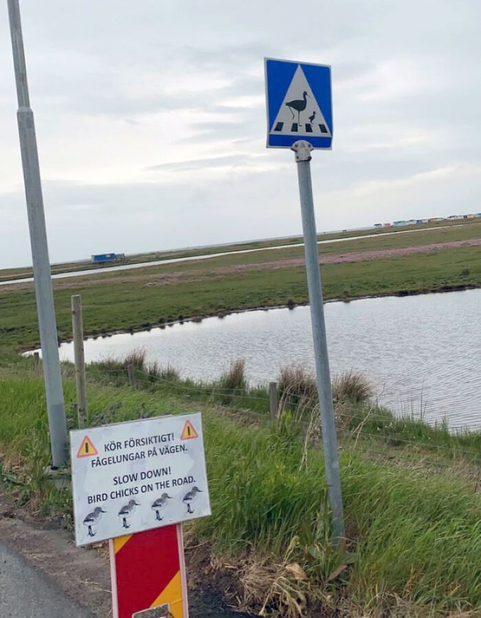 In Sweden They Have A Crossing For Ducks And A Caution Not To Hit Them