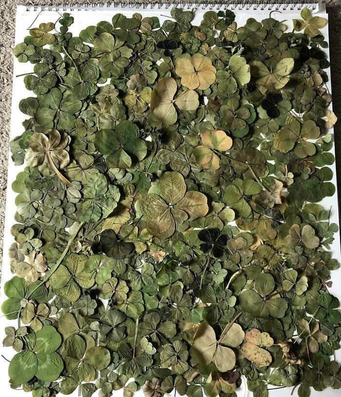 My Collection Of More Than 200 Four Leaf Clovers