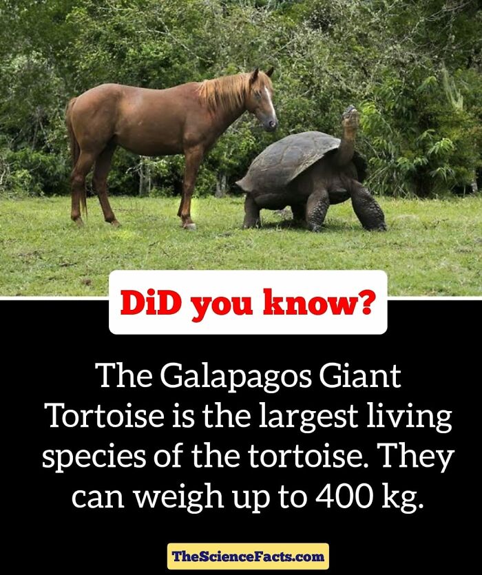 Interesting-Wildlife-Facts