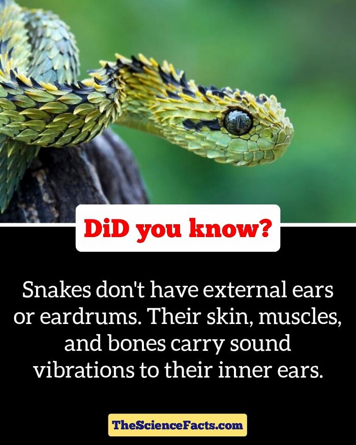 Interesting-Wildlife-Facts