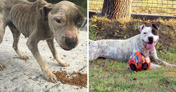 This Dog Was Found Extremely Malnourished, A Few Months Later He’s Unrecognizable As He Recovers And Then Finds A Forever Home