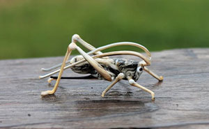 I Make Miniature Glass Figurines, Here Are 24 Of Them