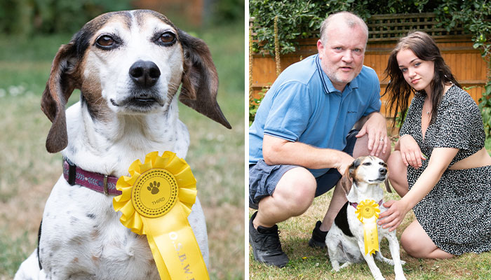 Dog Runs Away From Home And Returns With Dog Show Rosette
