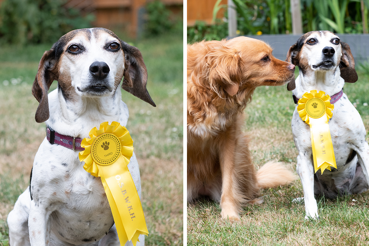 Why Does A Dog Run Away