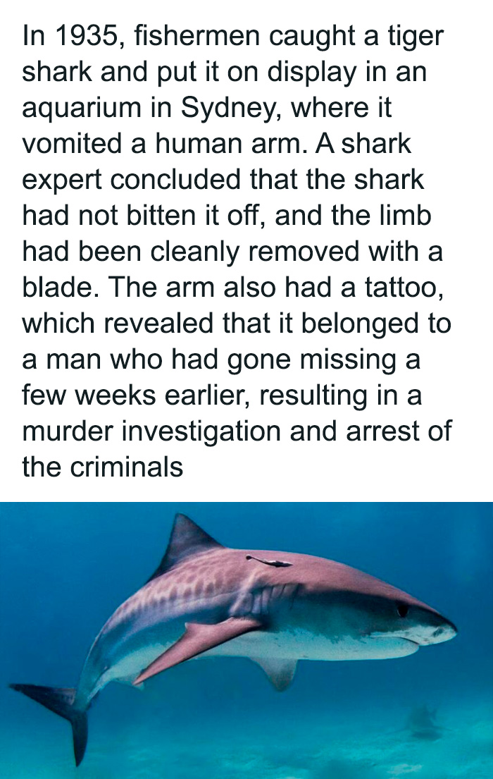 Captured Shark Helps Solve Murder