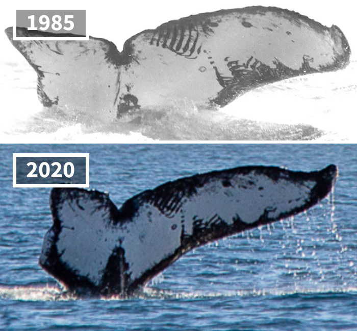 La misma ballena herida fotografiada con 35 años de diferencia en la costa de México