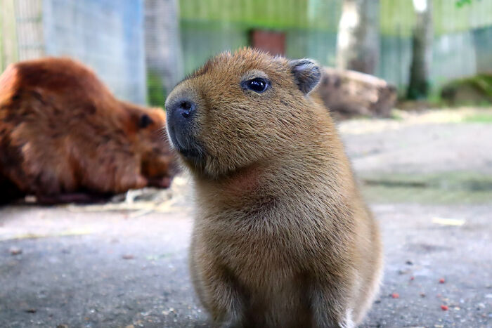 Cap-Ily Ever After: Zoo’s ‘Romantic’ Efforts Bring Arrival Of First Capybara Baby In Over A Decade (5 Pics) Cap-Ily Ever After: Zoo’s ‘Romantic’ Efforts Bring Arrival Of First Capybara Baby In Over A Decade (5 Pics)