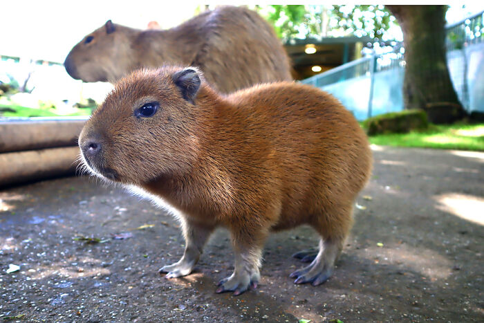 Cap-Ily Ever After: Zoo’s ‘Romantic’ Efforts Bring Arrival Of First Capybara Baby In Over A Decade (5 Pics) Cap-Ily Ever After: Zoo’s ‘Romantic’ Efforts Bring Arrival Of First Capybara Baby In Over A Decade (5 Pics)