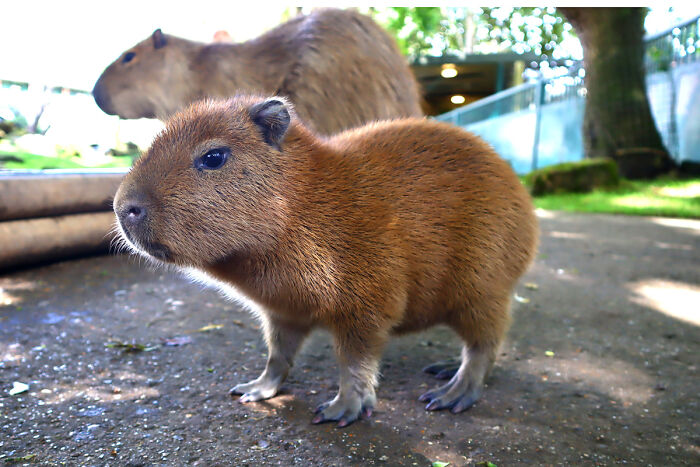 Cap-Ily Ever After: Zoo’s ‘Romantic’ Efforts Bring Arrival Of First Capybara Baby In Over A Decade (5 Pics)