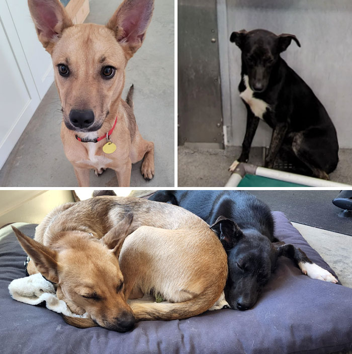 2 perros de refugio, uno adoptado la semana pasada, otro adoptado en septiembre. Ahora son los mejores amigos