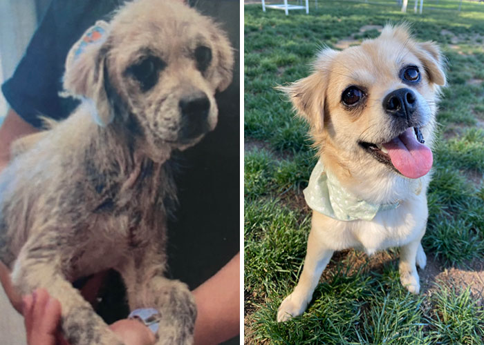 My Recently Adopted Dog’s Amazing Recovery! The First Picture Is From March 2022 When She Was First Taken To The Shelter. She Was Originally Found As A Stray In The Inland Empire, Ca.