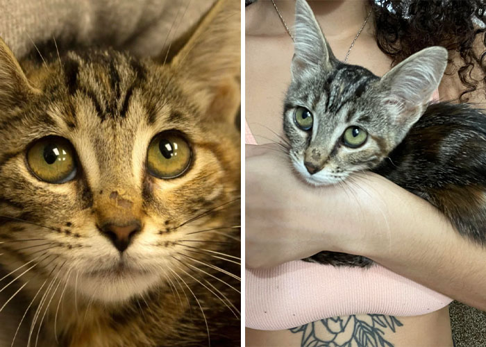 My Little Noya Before & After… I Adopted Her About 5 Days From An Animal Shelter That Was Almost Over Capacity. She’s Been In A Really Shy Adjustment Period & I Truly Can’t Wait Until She Gets More Comfortable 🥺 She’s Been Skittish But I’ve Been Able To Pet Her A Bit, Along With Some Purring.