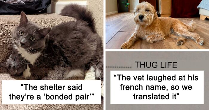 50 Soul-Healing Pics To Celebrate Rescue Pets And Their Heroes (July Edition)