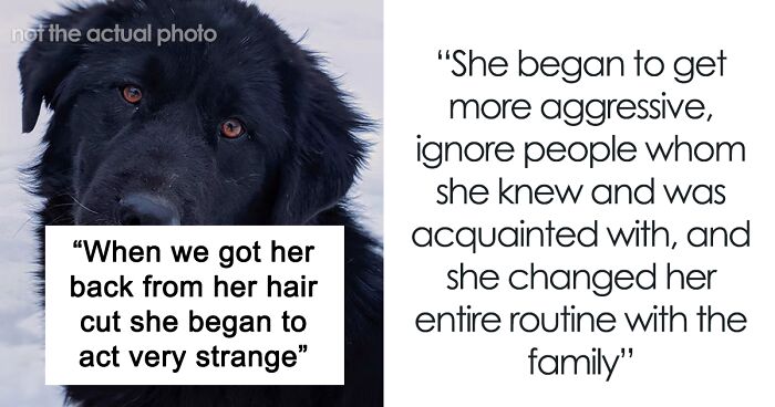 “Mentally, She Was Not There”: Person Gets Their Dog Back From The Groomer, Realizes It’s Acting Weird But Keeps Living With It For Four Months Until The Truth Comes Out