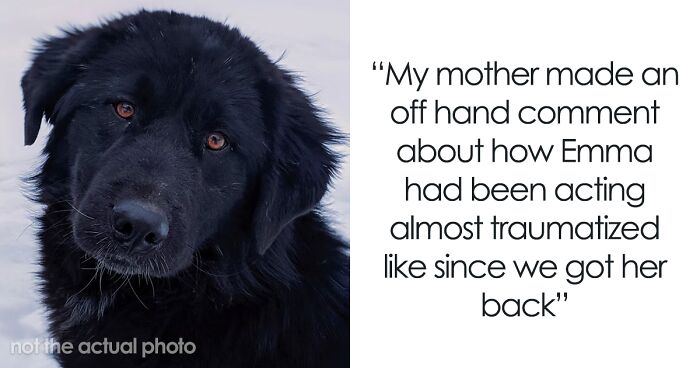 “Mentally, She Was Not There”: Person Gets Their Dog Back From The Groomer, Realizes It’s Acting Weird But Keeps Living With It For Four Months Until The Truth Comes Out