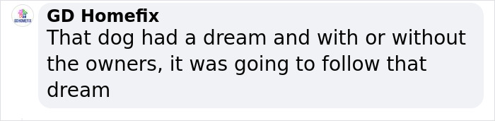 Dog Runs Away From Home And Returns With Dog Show Rosette Dog Runs Away From Home And Returns With Dog Show Rosette