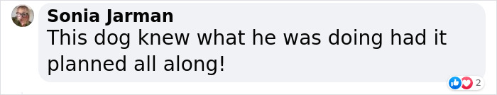 Dog Runs Away From Home And Returns With Dog Show Rosette Dog Runs Away From Home And Returns With Dog Show Rosette