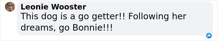 Dog Runs Away From Home And Returns With Dog Show Rosette Dog Runs Away From Home And Returns With Dog Show Rosette