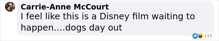 Dog Runs Away From Home And Returns With Dog Show Rosette Dog Runs Away From Home And Returns With Dog Show Rosette