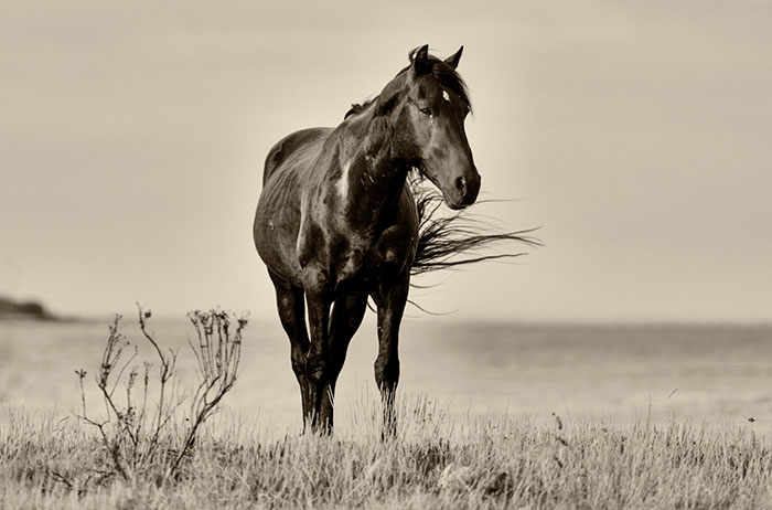I Took Pictures Of Wild Horses In South Africa, Here Are 27 Of Them