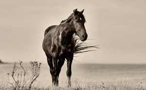 I Took Pictures Of Wild Horses In South Africa, Here Are 27 Of Them