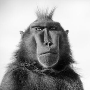 caspar-milquetoast avatar