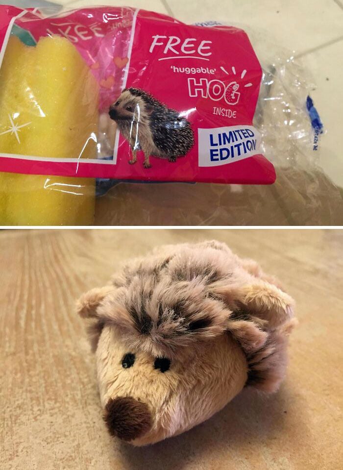This Packet Of Sponges Came With A Free Hedgehog