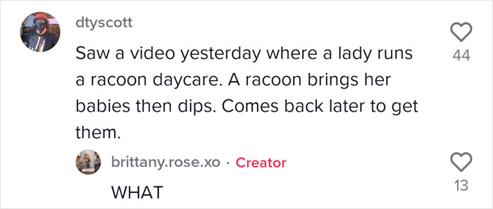 Proud Raccoon Momma Brings Her 4 Kids To Meet The Lady That’d Been Feeding Her Proud Raccoon Momma Brings Her 4 Kids To Meet The Lady That’d Been Feeding Her