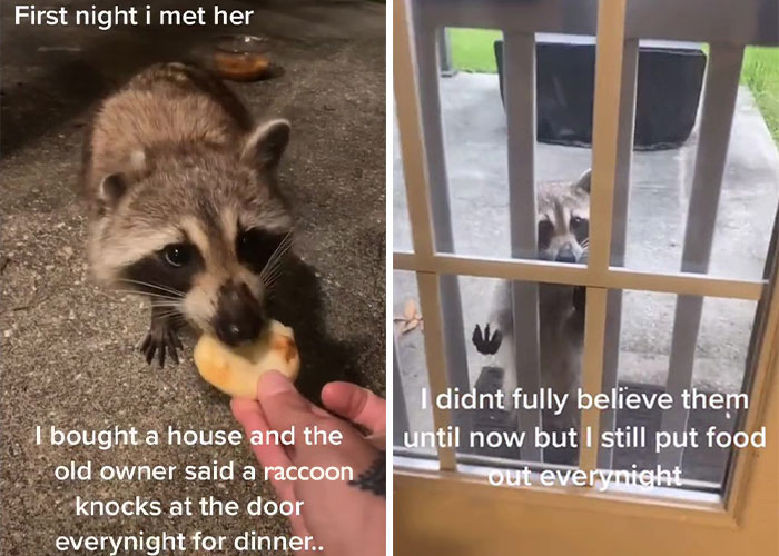 Proud Raccoon Momma Brings Her 4 Kids To Meet The Lady That’d Been Feeding Her Proud Raccoon Momma Brings Her 4 Kids To Meet The Lady That’d Been Feeding Her