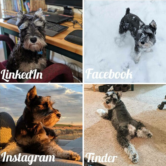 My Wife Made Her First Meme With Pictures Of Our Dog And She Was Really Proud Of It. His Name Is Lucky