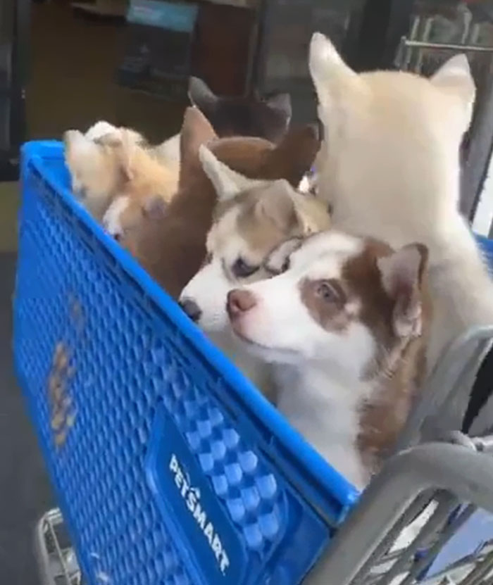 The Pack Goes Shopping