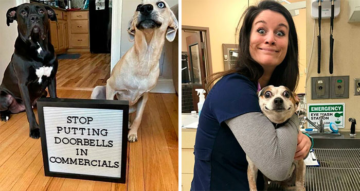 Most Heckin’ Heart-Melting Puppers, As Shared On The ‘Rare Puppers’ Online Group