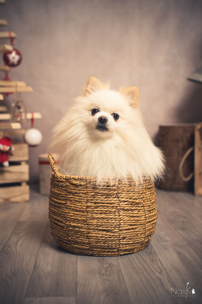 Star Dogs For A Day...