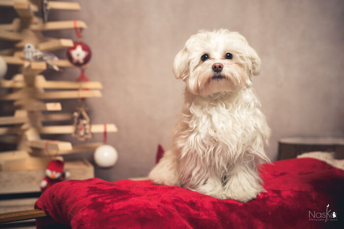 Star Dogs For A Day...