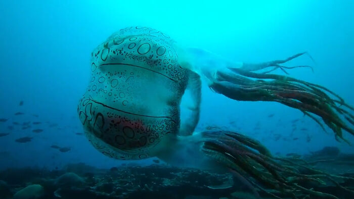 El Chirodectes (un género increíblemente raro de medusas de caja) visto solo dos veces, este es el único material conocido que existe