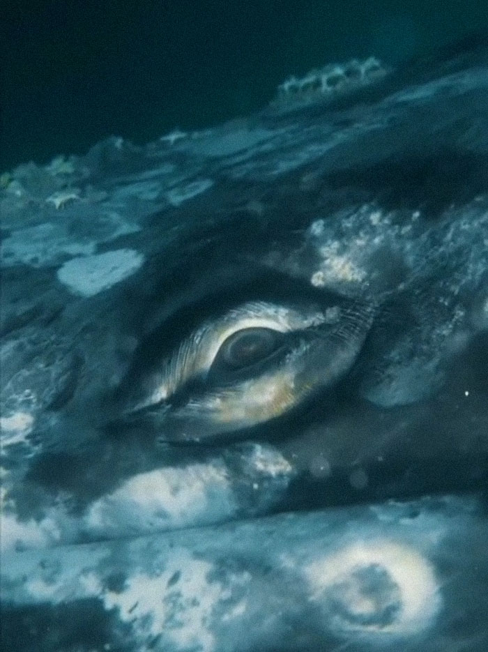 The Eye Of A Gray Whale
